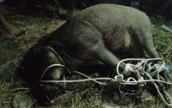 Permalink to Babi Hutan Seruduk Penghuni Rumah Warga hingga Terluka Di Tanjung Beringin