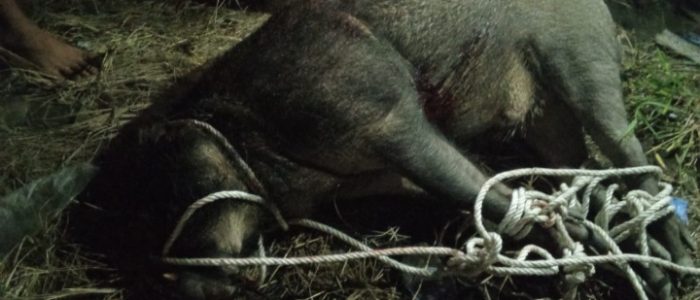 Babi Hutan Seruduk Penghuni Rumah Warga hingga Terluka Di Tanjung Beringin Babi Hutan Seruduk Penghuni Rumah Warga hingga Terluka Di Tanjung Beringin