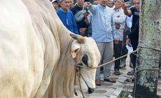 Permalink to Bupati Anwar Sadat Serahkan Sapi Kurban Bantuan Presiden RI di Masjid Raya Al Muttaqin