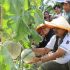 Dorong Desa Menjadi Sentra Hortikultura Unggulan, Anwar Sadat – Katamso Panen Buah Melon di Kuala Dasal Dorong Desa Menjadi Sentra Hortikultura Unggulan, Anwar Sadat – Katamso Panen Buah Melon di Kuala Dasal