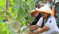Dorong Desa Menjadi Sentra Hortikultura Unggulan, Anwar Sadat – Katamso Panen Buah Melon di Kuala Dasal Dorong Desa Menjadi Sentra Hortikultura Unggulan, Anwar Sadat – Katamso Panen Buah Melon di Kuala Dasal
