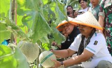 Permalink to Dorong Desa Menjadi Sentra Hortikultura Unggulan, Anwar Sadat – Katamso Panen Buah Melon di Kuala Dasal