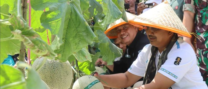 Dorong Desa Menjadi Sentra Hortikultura Unggulan, Anwar Sadat – Katamso Panen Buah Melon di Kuala Dasal Dorong Desa Menjadi Sentra Hortikultura Unggulan, Anwar Sadat – Katamso Panen Buah Melon di Kuala Dasal