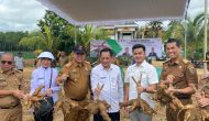 Permalink to Pemerintah Kabupaten Mesuji Melaksanakan Panen Perdana Kerjasama Budidaya Komoditas Singkong