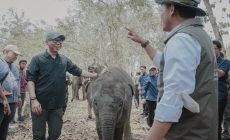 Permalink to Pemprov Lampung Dorong Keseimbangan Konservasi Gajah dan Aktivitas Masyarakat Permalink to Pemprov Lampung Dorong Keseimbangan Konservasi Gajah dan Aktivitas Masyarakat