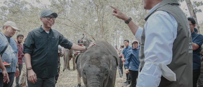 Pemprov Lampung Dorong Keseimbangan Konservasi Gajah dan Aktivitas Masyarakat Pemprov Lampung Dorong Keseimbangan Konservasi Gajah dan Aktivitas Masyarakat
