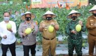Permalink to Wujudkan Lampung sebagai Lokomotif Pertanian Indonesia, Gubernur Arinal Panen Perdana Melon dan Semangka di Agrowisata Hortipark Pesawaran