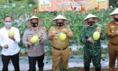 Permalink to Wujudkan Lampung sebagai Lokomotif Pertanian Indonesia, Gubernur Arinal Panen Perdana Melon dan Semangka di Agrowisata Hortipark Pesawaran