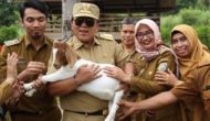 Permalink to Gubernur Arinal Gerak Cepat Realisasikan Lampung sebagai Lumbung Ternak dan Pemasok Pangan DKI Jakarta