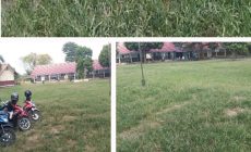 Miliki Ratusan Siswa, SMPN 1 Rantau Panjang (OI), Pemandangannya Dipenuhi Rumput Liar