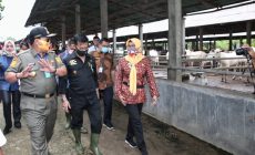 Permalink to Mentan Syahrul Yasin Limpo Dukung Penuh Gubernur Arinal Wujudkan Lampung sebagai Lumbung Ternak Nasional